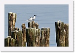 3 riuttatiirat Sterna sandvicensis 8648 * 900 x 600 * (338KB)